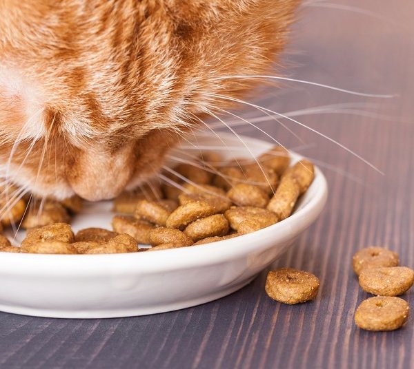 L'alimentation des chats : tout ce qu'il faut savoir